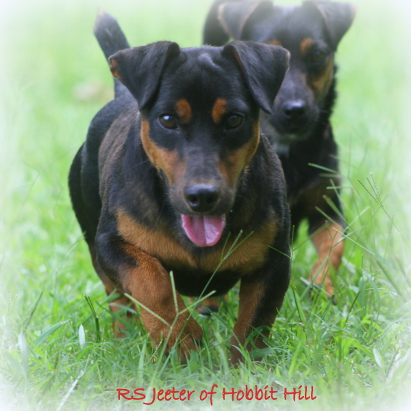 Hobbit Hill Jeeter - Hunt Terrier