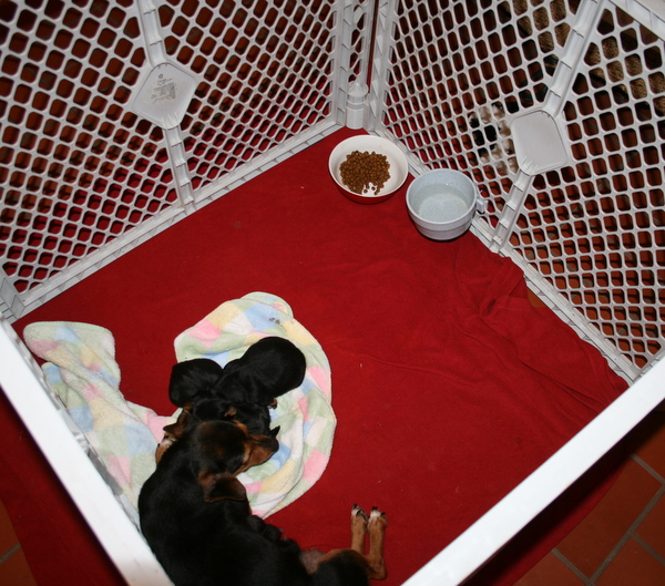 A Dog Comfortably Resting on a Soft Bed