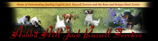 HOBBIT HILL JACK RUSSELL TERRIERS