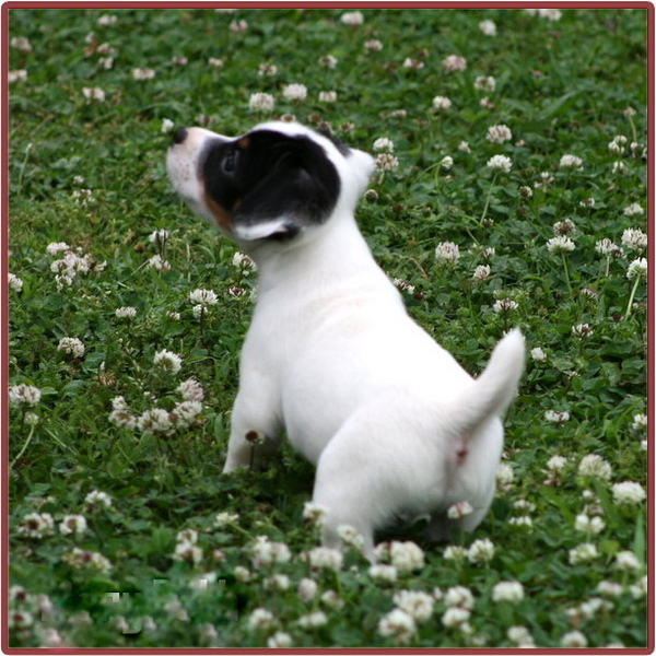 A Small White and Black Dog in the Green Grass