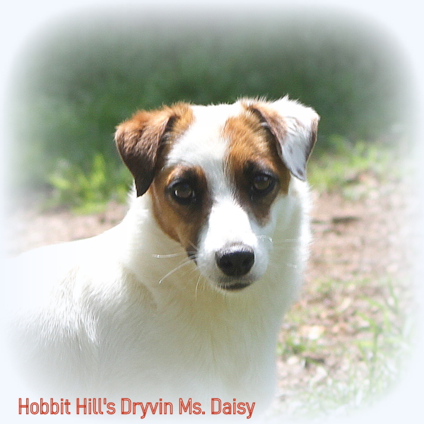 Hobbit Hill's Dryvin Ms. Daisy