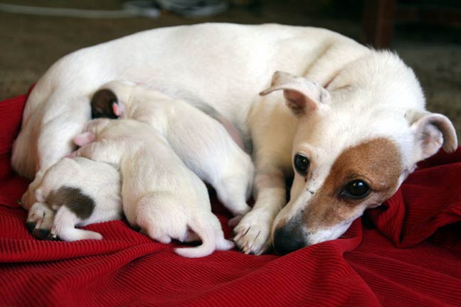 A white dog lies on a red blanket with two playful puppies