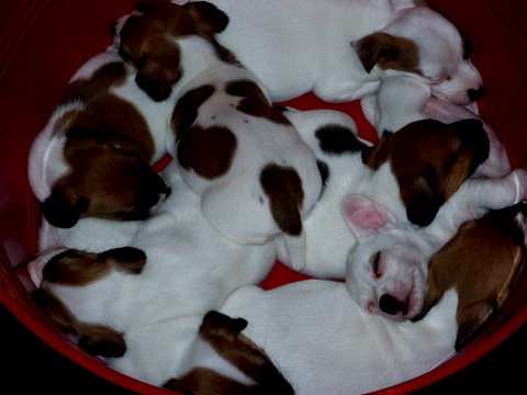 A Group of Playful Puppies Sleeping Together